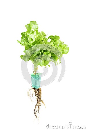 Green oak lettuce with root separately on white background Grow hydroponic, fresh, clean, delicious, and farmers run a business Stock Photo