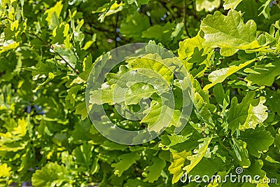 Green oak tree leaves Stock Photo