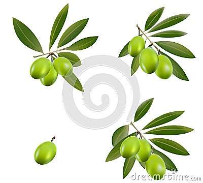 Green olive Vector Illustration