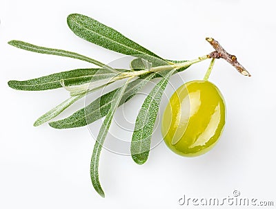 Green olive on branch Stock Photo