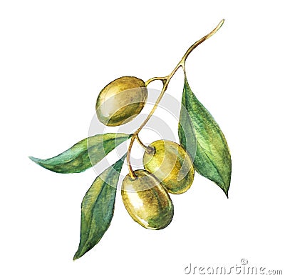 Green olive branch Stock Photo