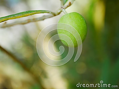 Green olive on branch Stock Photo