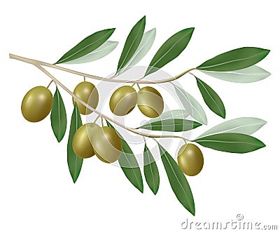 Green olive branch. Realistic . Vector Illustration