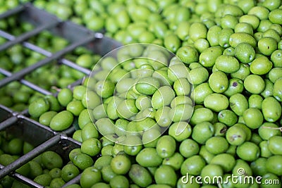 Green Olive for oil production Stock Photo