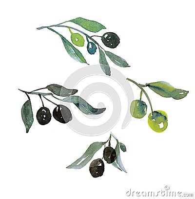 Green olive tree little branch with berries Cartoon Illustration