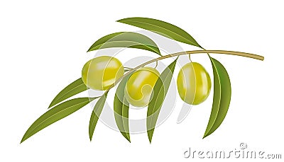 Green olives on branch Vector Illustration