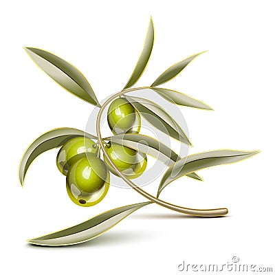 Green olives branch Vector Illustration