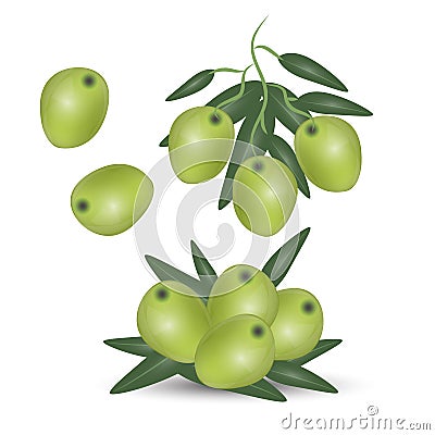 Green olives branch isolated on white background. Design for olive oil, cosmetics, health care products. Vector Illustration