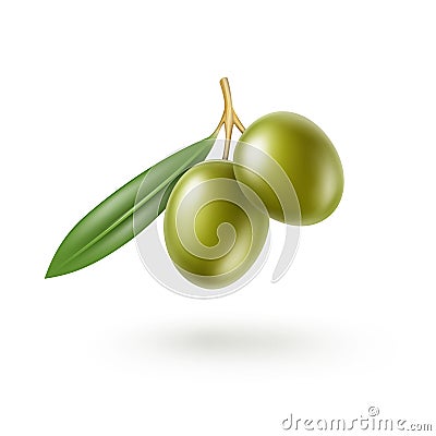 Green Olives Branch with Leaves on White Background Vector Illustration