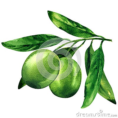 Green olives with leaves isolated, object for package design, watercolor illustration on white Cartoon Illustration