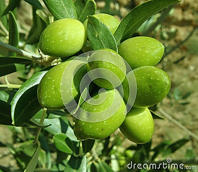 Green olives tree Stock Photo