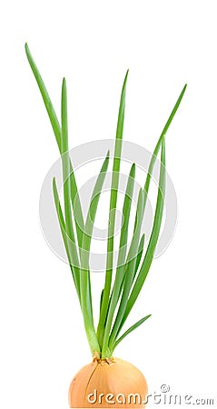 Green onion Stock Photo