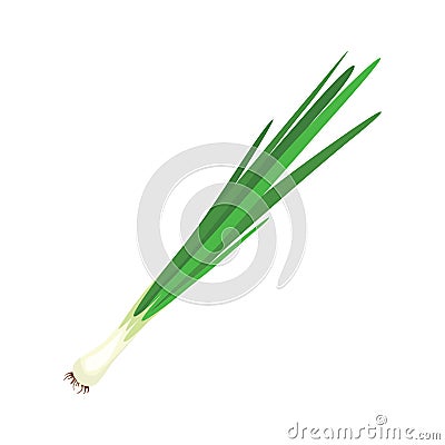 Green onion, Allium. Salad onions, wild cherries, shallots, leeks, skoroda and Chinese onions. Vector Illustration