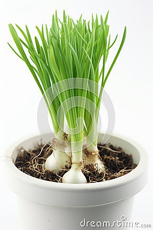 Green Onion Growing In White Pot On White Background. Generative AI Stock Photo