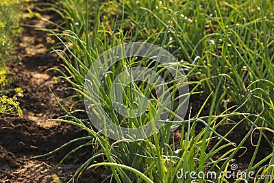Green onion, planted in rows in the kitchen garden. Stock Photo