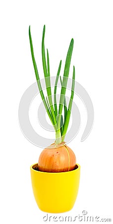 Green onion in pot Stock Photo