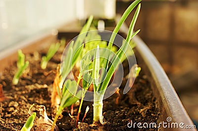 Green onion seedlings Stock Photo