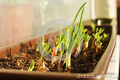 Green onion seedlings Stock Photo