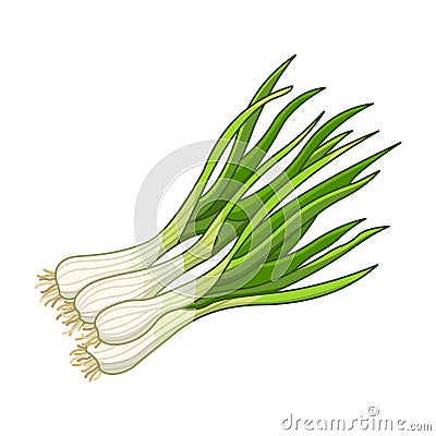 Green onion spice vector realistic colored botanical illustration Vector Illustration