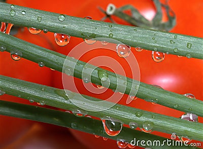 Green onion stalks, water drops against tomatoes Stock Photo