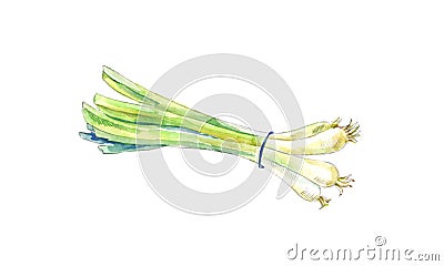 Green onion by watercolor. Hand drawn sketch. Stock Photo