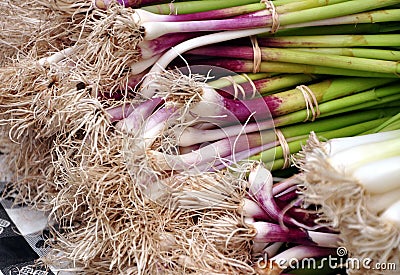 Green Onions Stock Photo