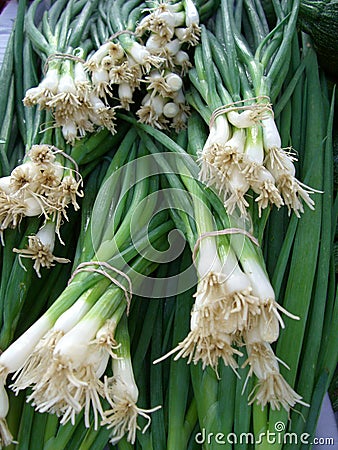 Green Onions Stock Photo