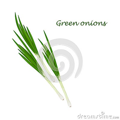 Green onions. Fresh green onions. The concept of healthy eating.Vitamin vegetable. Vector illustration of a bow Cartoon Illustration