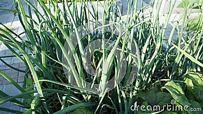 Green onions in the garden, greens in the garden. Stock Photo