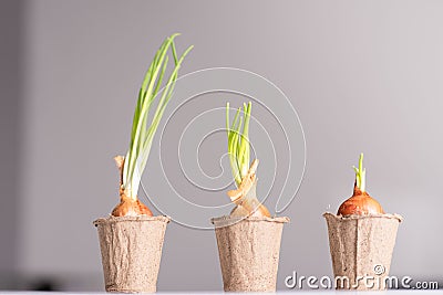 Green onions on a light window background Stock Photo