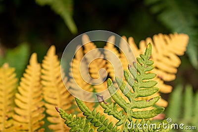 Green and orange bracken fern Stock Photo