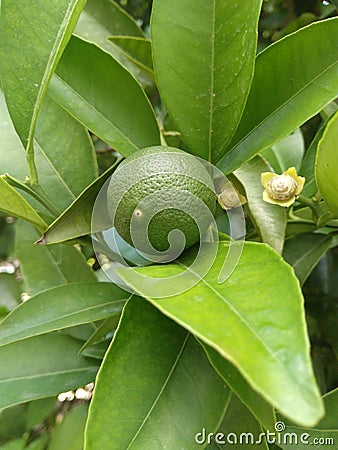 A green orange on a branch. Stock Photo