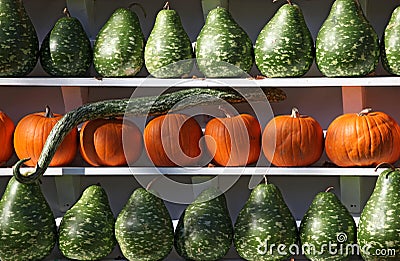 Green and orange pumpkins on a shelve Stock Photo