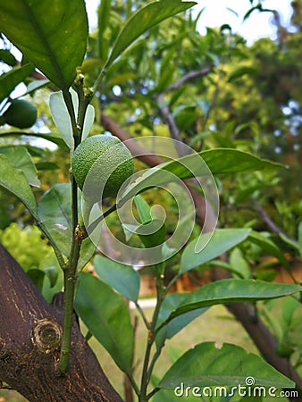 green orange on the tree Stock Photo