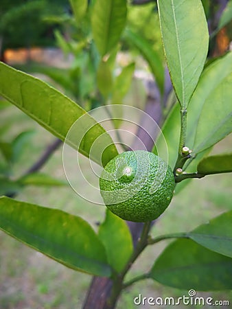 green orange on the tree Stock Photo