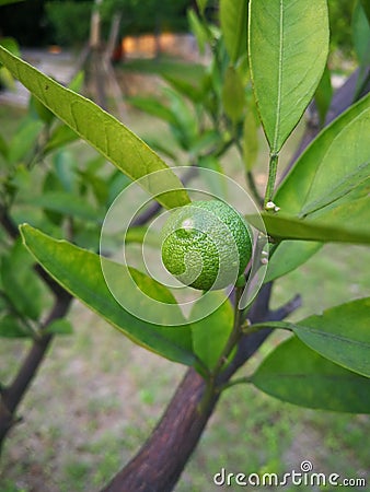 green orange on the tree Stock Photo