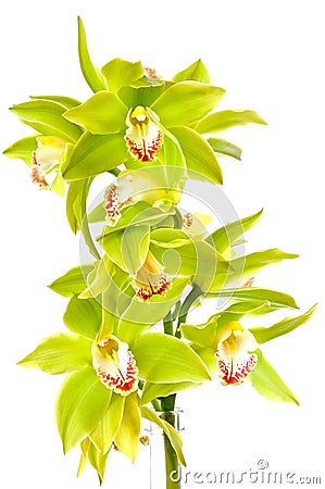 Green orchid Stock Photo