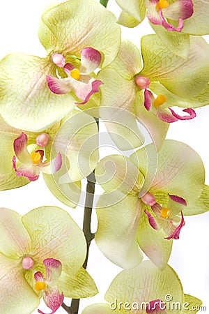 Green orchid Stock Photo