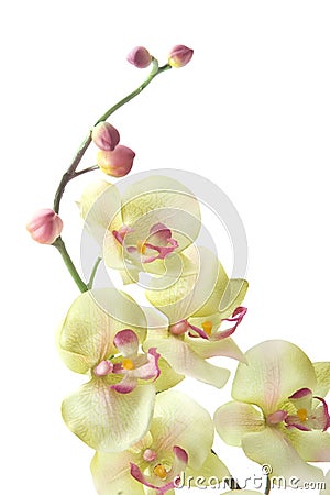 Green orchid Stock Photo