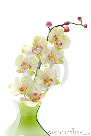 Green orchid flower Stock Photo