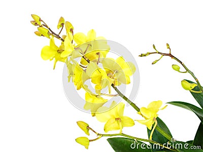 Green orchid flowers with branch isolated on white background Stock Photo