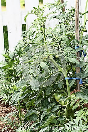 Green Tomatoes Staked Stock Photo