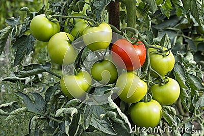 green organic tomatoes Stock Photo