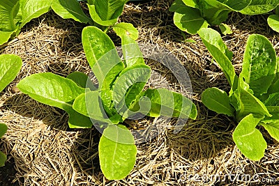 Green organic vegetable on the ground in the vegetable farm Stock Photo