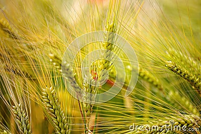 Green, organic wheat Stock Photo