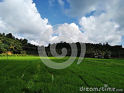 Green paddy field rice Paddy spikes rice spikes Sky Stock Photo