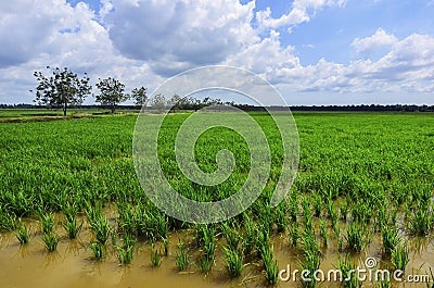 Green paddy filed with tree and blue sky landscape in Malaysia Stock Photo