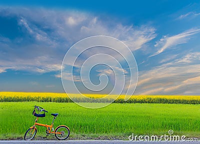 Green paddy rice field, Sunn hemp, Indian hemp, yellow plant field with the bicycle, the beautiful sky and cloud Stock Photo