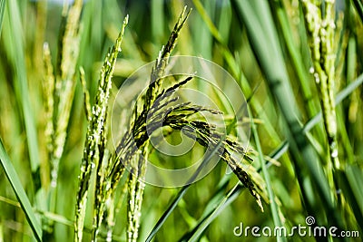 Green paddy in rice fields Stock Photo