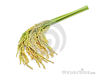 Green paddy rice isolated on white Stock Photo